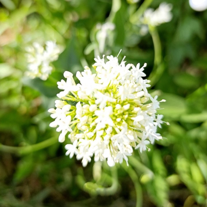 Valériane blanche, Centranthus ruber albus image